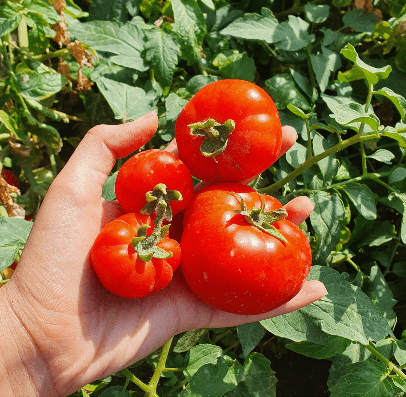 Tomates